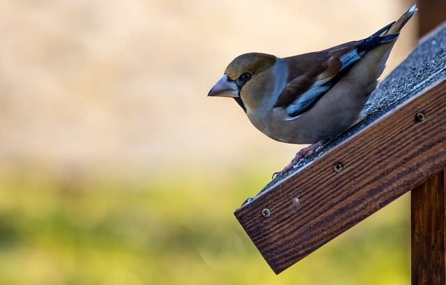 Forstærk din have med kvalitetsfuglehuse: En guide for fugleentusiaster